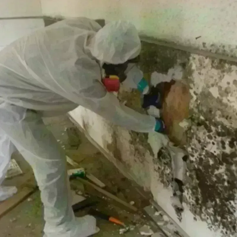 Mold Remediation and Removal in Washington County, IA